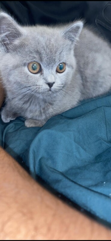 British Shorthair kittens for sale in Glasgow, City of Glasgow – 3 months old