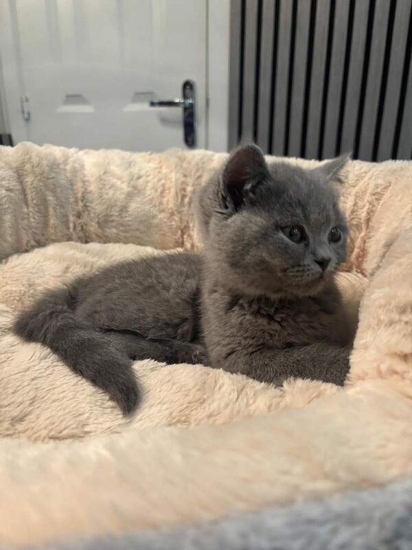 British Shorthair kittens for sale in Glasgow, City of Glasgow – 11 weeks old - Image 2 of 3