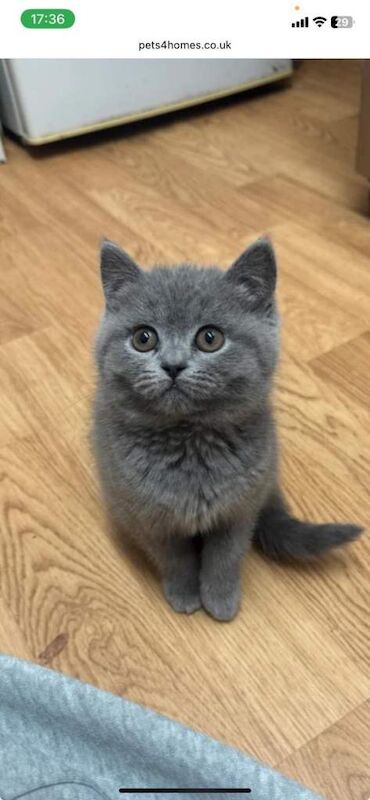 British Shorthair kittens for sale in Glasgow, City of Glasgow – 11 weeks old - Image 3 of 3