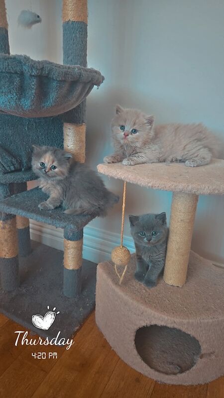 British Shorthair kittens for sale in Cardiff / Caerdydd, South Glamorgan – 6 weeks old