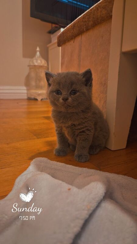 British Shorthair kittens for sale in Cardiff / Caerdydd, South Glamorgan – 6 weeks old - Image 2 of 9