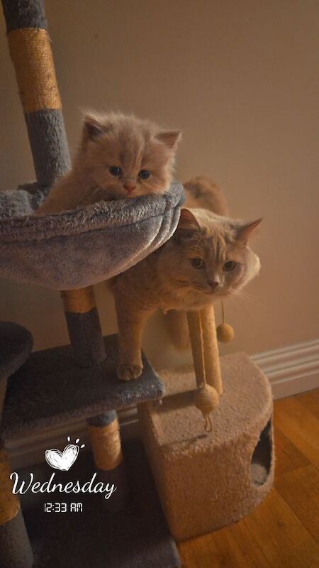 British Shorthair kittens for sale in Cardiff / Caerdydd, South Glamorgan – 6 weeks old - Image 3 of 9