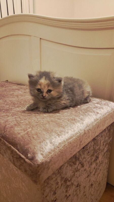 British Shorthair kittens for sale in Cardiff / Caerdydd, South Glamorgan – 6 weeks old - Image 4 of 9