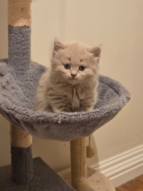 British Shorthair kittens for sale in Cardiff / Caerdydd, South Glamorgan – 6 weeks old - Image 5 of 9