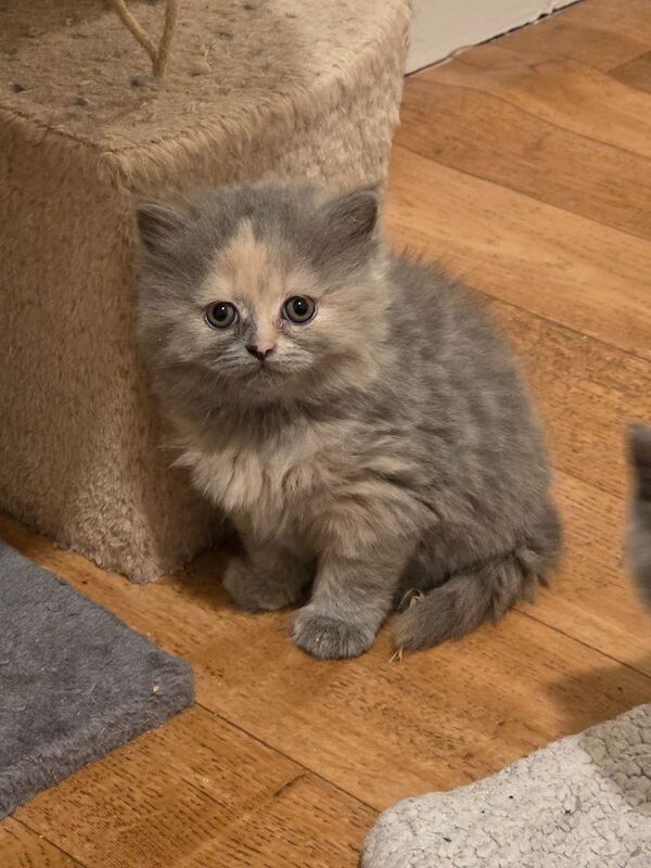 British Shorthair kittens for sale in Cardiff / Caerdydd, South Glamorgan – 6 weeks old - Image 6 of 9