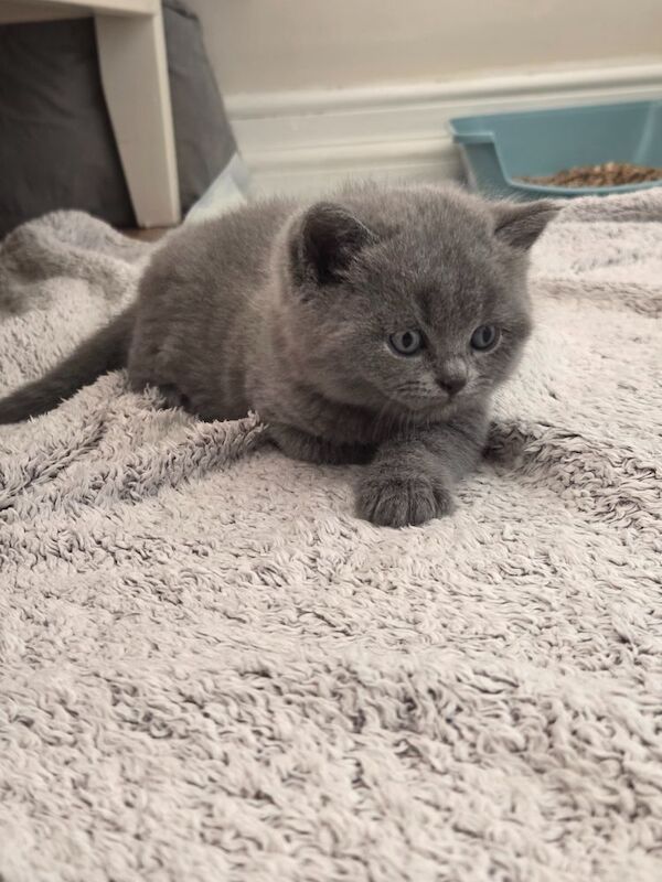 British Shorthair kittens for sale in Cardiff / Caerdydd, South Glamorgan – 6 weeks old - Image 7 of 9