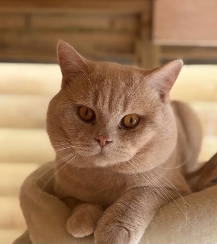 British Shorthair kittens for sale in Cardiff / Caerdydd, South Glamorgan – 6 weeks old - Image 8 of 9