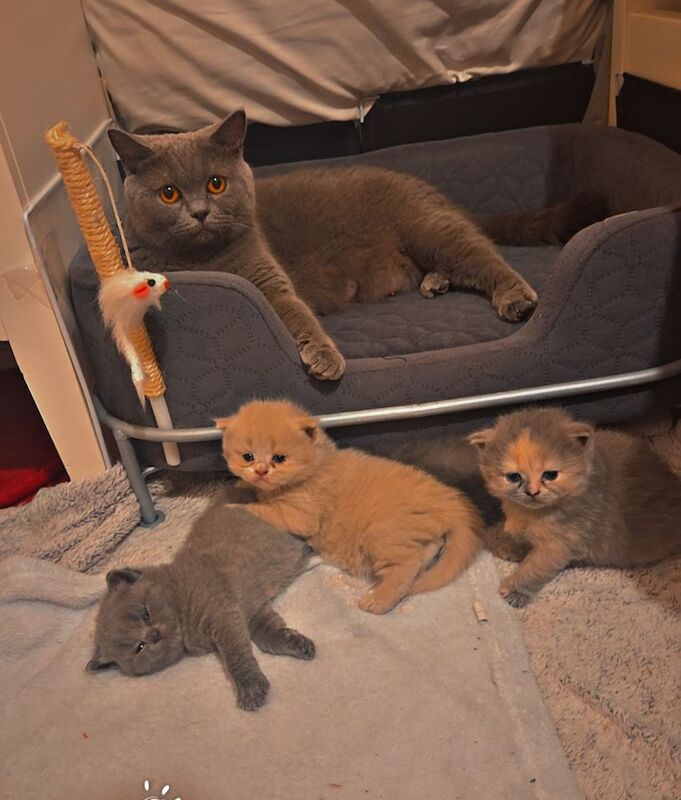British Shorthair kittens for sale in Cardiff / Caerdydd, South Glamorgan – 6 weeks old - Image 9 of 9