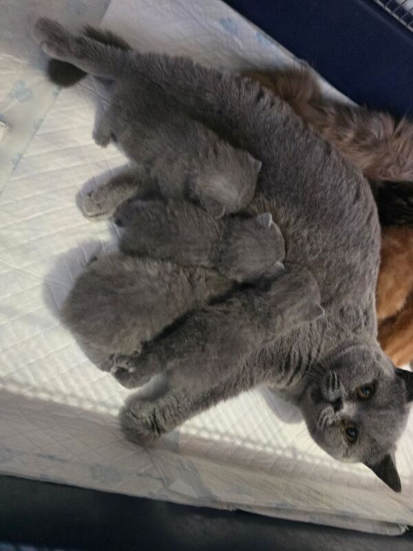 British short hair kittens for sale in Scunthorpe, Lincolnshire