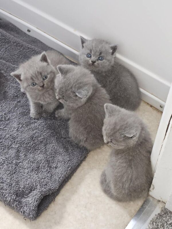 British short hair kittens for sale in Scunthorpe, Lincolnshire - Image 2