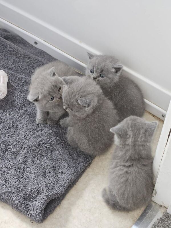 British short hair kittens for sale in Scunthorpe, Lincolnshire - Image 3