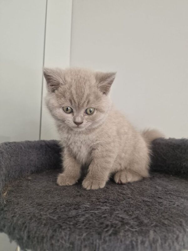 BRITISH SHORT HAIR KITTENS for sale in Barking, Greater London