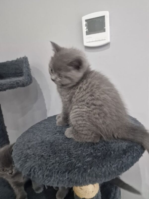 BRITISH SHORT HAIR KITTENS for sale in Barking, Greater London - Image 2