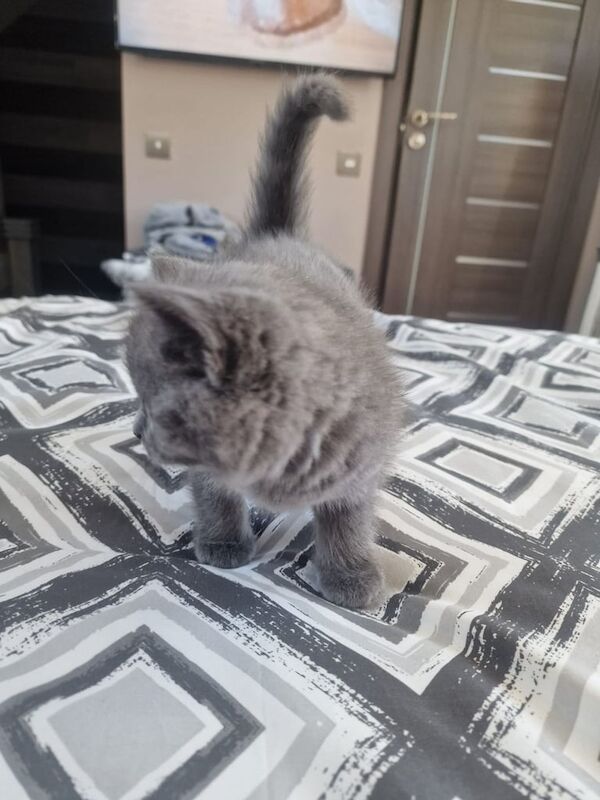 BRITISH SHORT HAIR KITTENS for sale in Barking, Greater London - Image 3