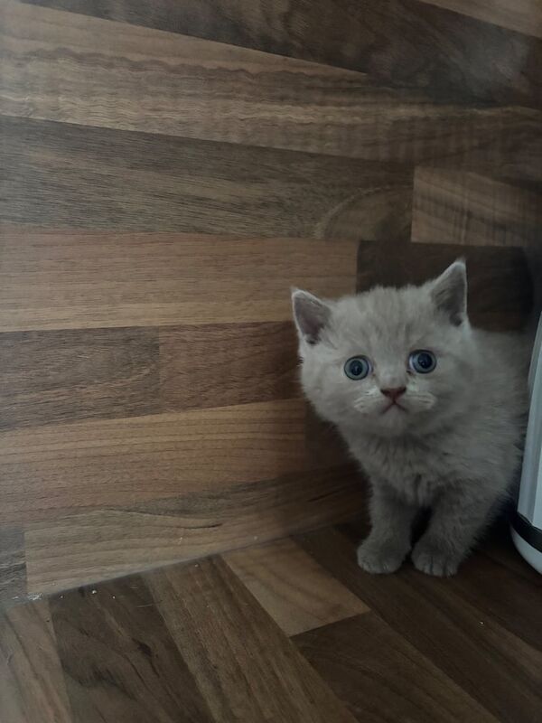British short hair kittens ❤️ for sale in Clarkston, Lanarkshire