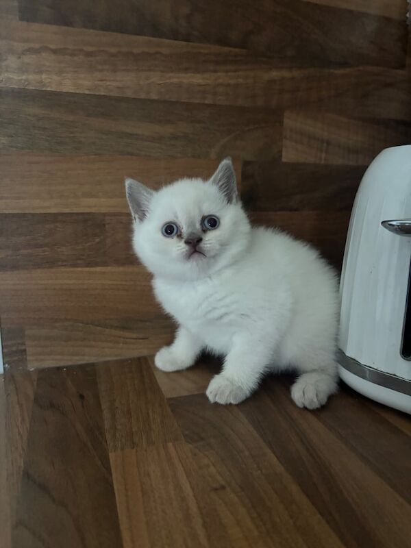 British short hair kittens ❤️ for sale in Clarkston, Lanarkshire - Image 2