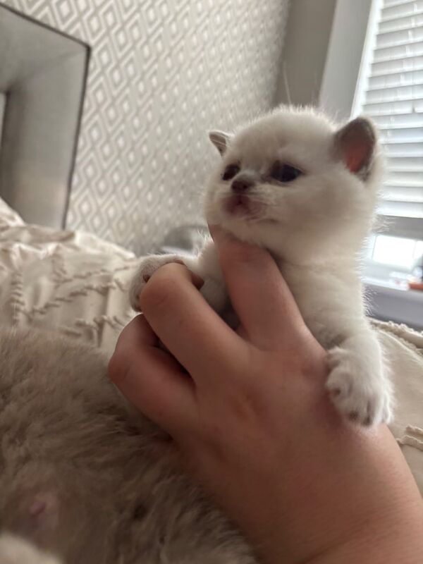 British short hair kittens ❤️ for sale in Clarkston, Lanarkshire - Image 3