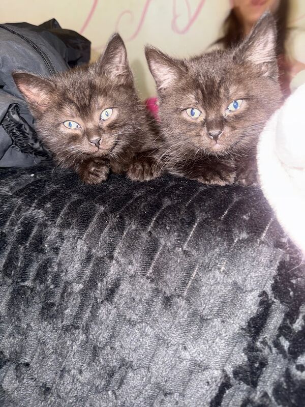 British Shorthair kittens for sale in Newham, Cornwall – 9 months old - Image 2 of 3