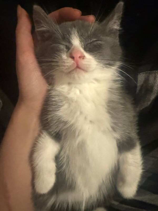 British Shorthair kittens for sale in Newham, Cornwall – 9 months old - Image 3 of 3