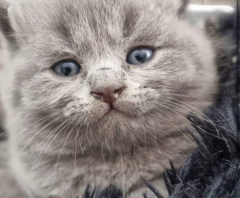 british short hair kittens for sale in Ward End, West Midlands