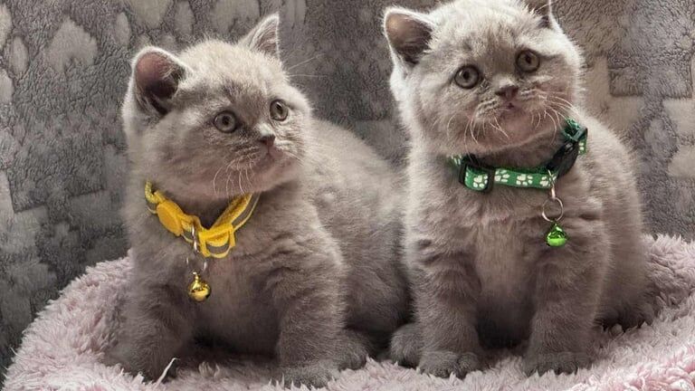 British short hair kittens. for sale in Newport, Isle of Wight