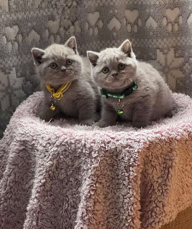 British Shorthair kittens for sale in Newport, Isle of Wight – 7 months old - Image 2 of 3