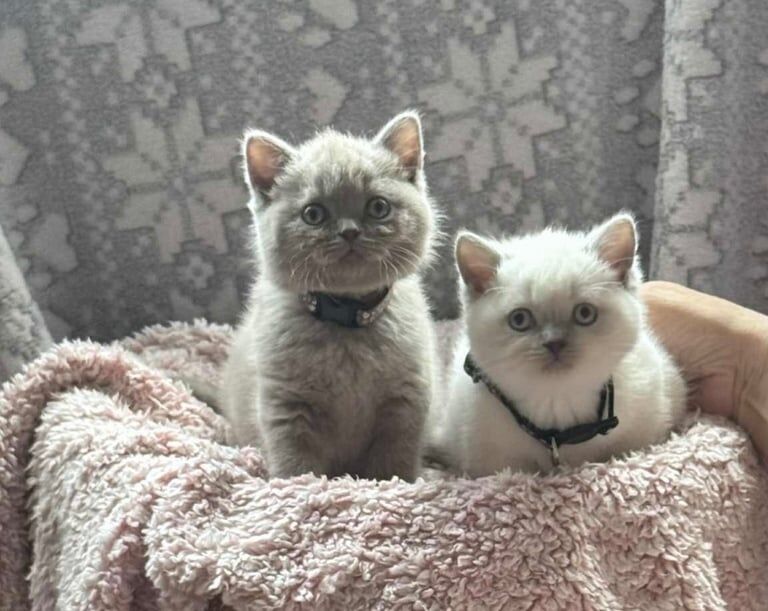 British Shorthair kittens for sale in Newport, Isle of Wight – 7 months old - Image 3 of 3