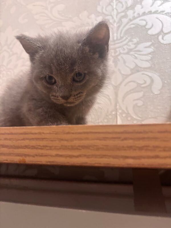 British Shorthair kittens for sale in Bristol – 8 weeks old