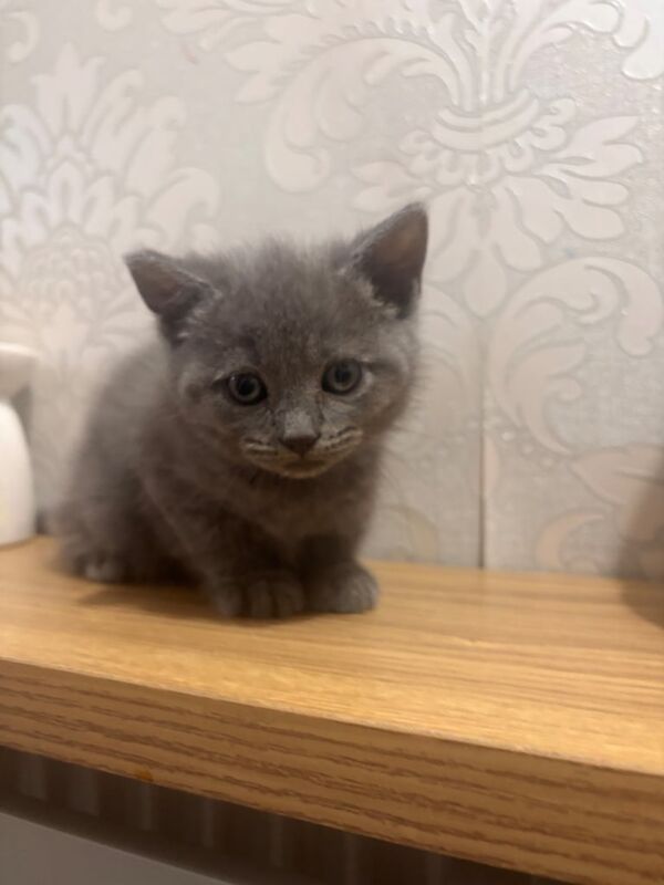British Shorthair kittens for sale in Bristol – 9 weeks old - Image 2 of 3