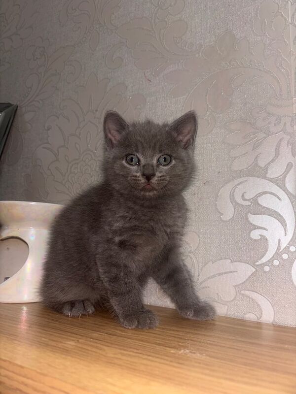 British Shorthair kittens for sale in Bristol – 9 weeks old - Image 3 of 3