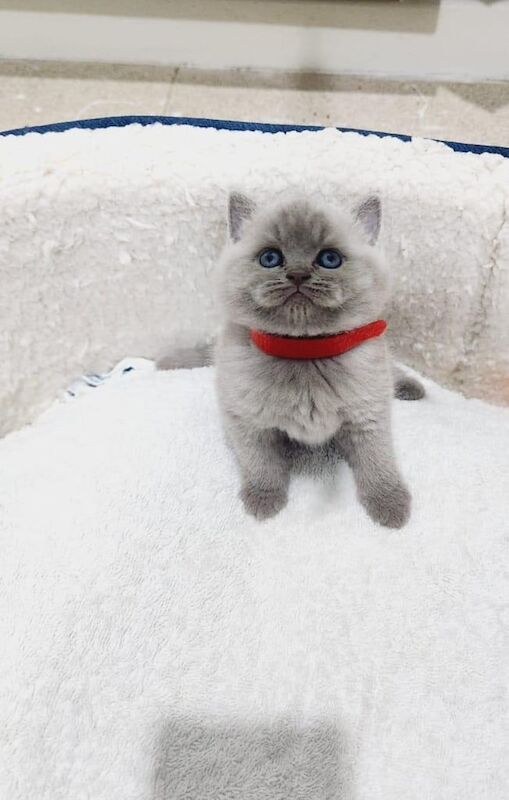 British Shorthair kittens for sale in Bradford, West Yorkshire – 7 weeks old