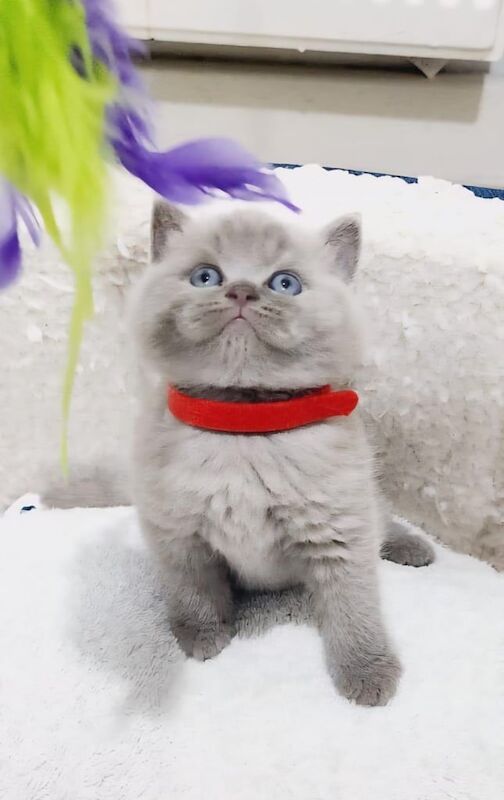 British Shorthair kittens for sale in Bradford, West Yorkshire – 8 weeks old - Image 2 of 3