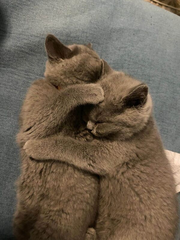 British Shorthair kittens for sale in Washwood Heath, West Midlands – 11 weeks old