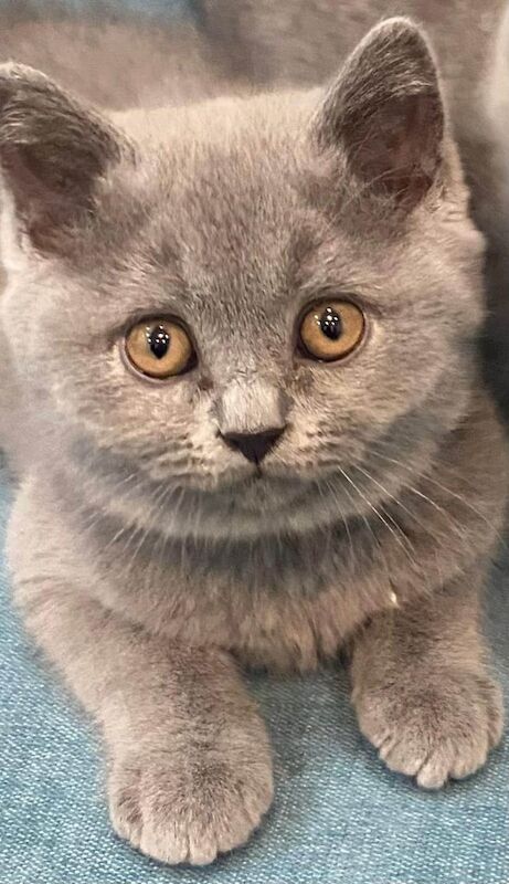 British Shorthair kittens for sale in Washwood Heath, West Midlands – 11 weeks old - Image 2 of 3