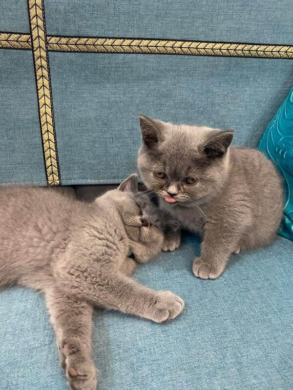 British Shorthair kittens for sale in Washwood Heath, West Midlands – 11 weeks old - Image 3 of 3