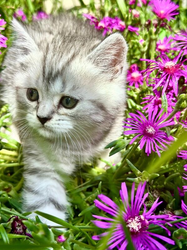 British Shorthair kittens for sale in Ipswich, Suffolk – 3 months old