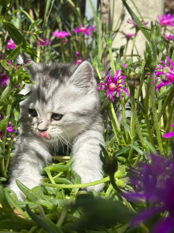 British Shorthair kittens for sale in Ipswich, Suffolk – 3 months old - Image 2 of 3