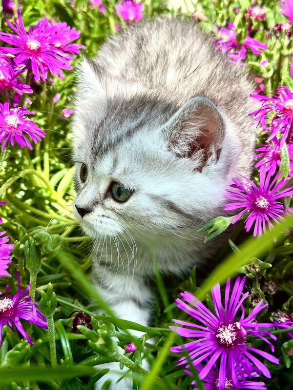 British Shorthair kittens for sale in Ipswich, Suffolk – 3 months old - Image 3 of 3