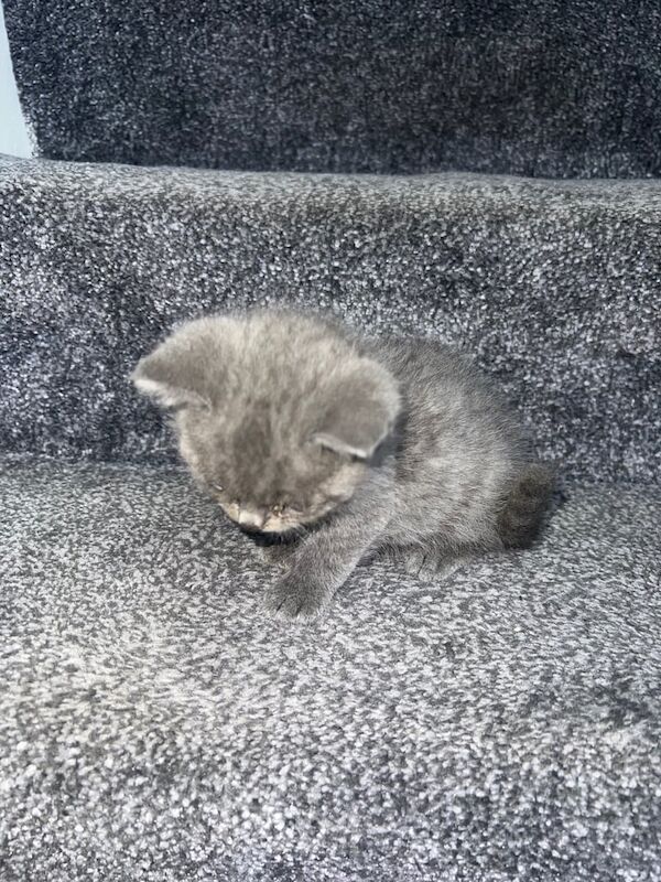 British Shorthair kittens for sale in Kippax, West Yorkshire – 7 weeks old