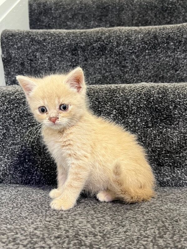 British Shorthair kittens for sale in Kippax, West Yorkshire – 7 weeks old - Image 2 of 3