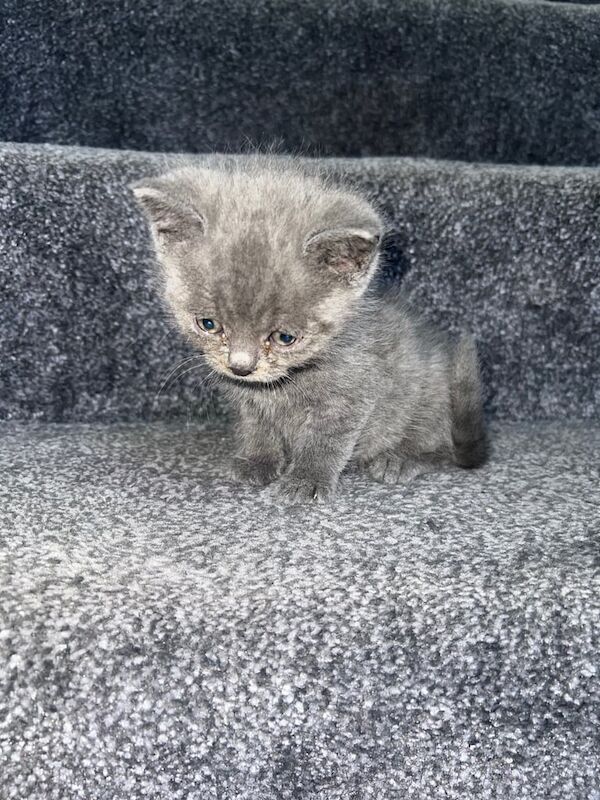 British Shorthair kittens for sale in Kippax, West Yorkshire – 7 weeks old - Image 3 of 3