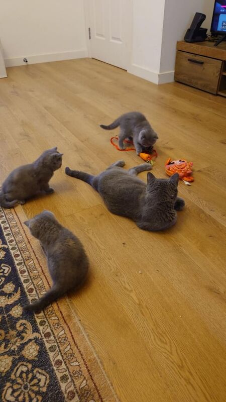 British Shorthair kittens for sale in Irvine, Ayrshire and Arran – 8 weeks old