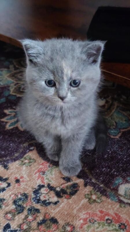 British Shorthair kittens for sale in Irvine, Ayrshire and Arran – 8 weeks old - Image 2 of 3