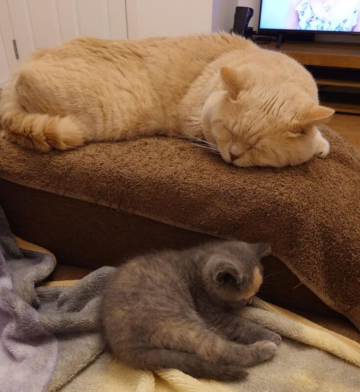 British Shorthair kittens for sale in Irvine, Ayrshire and Arran – 8 weeks old - Image 3 of 3