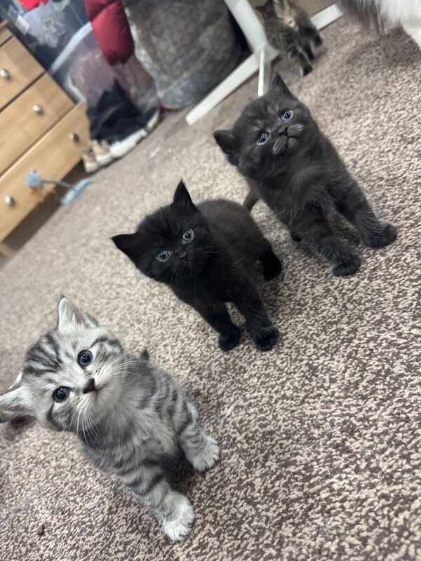 British Shorthair kittens for sale in Salford, Greater Manchester – 6 weeks old