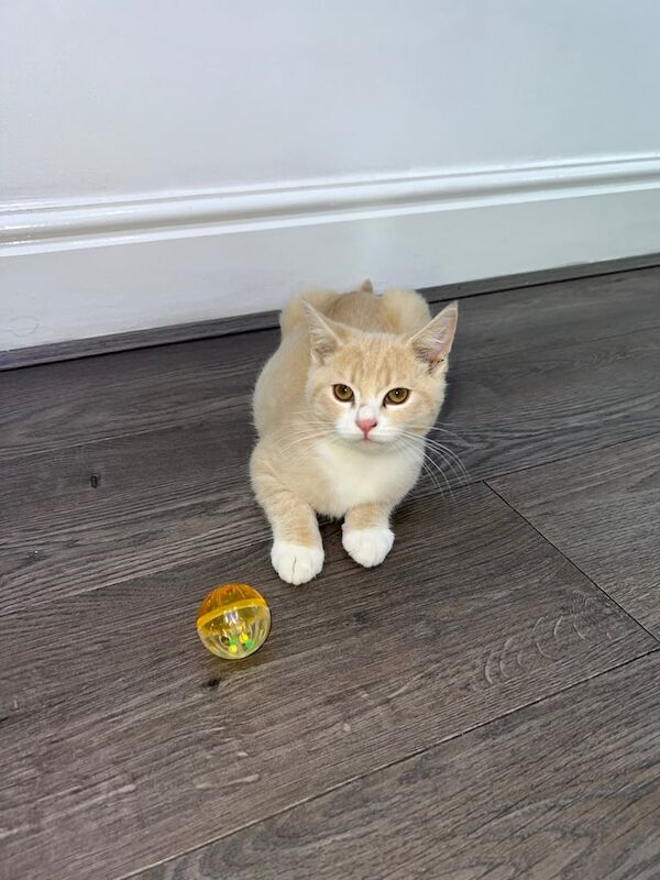 British Shorthair kittens for sale in Wakefield, West Yorkshire – 4 months old