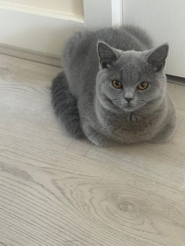 British Shorthair kittens for sale in Rugby, Warwickshire – 5 months old