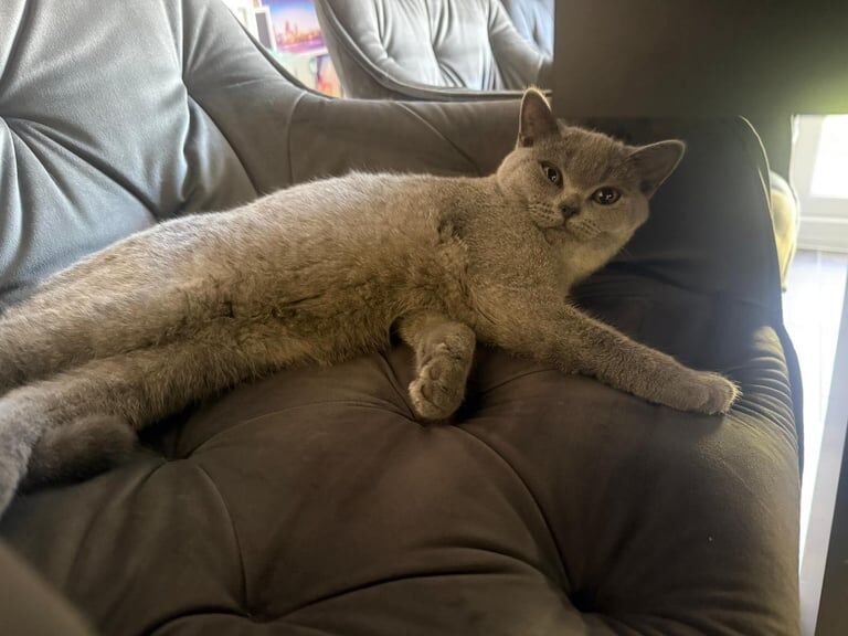 British Shorthair kittens for sale in Rugby, Warwickshire – 5 months old - Image 2 of 3