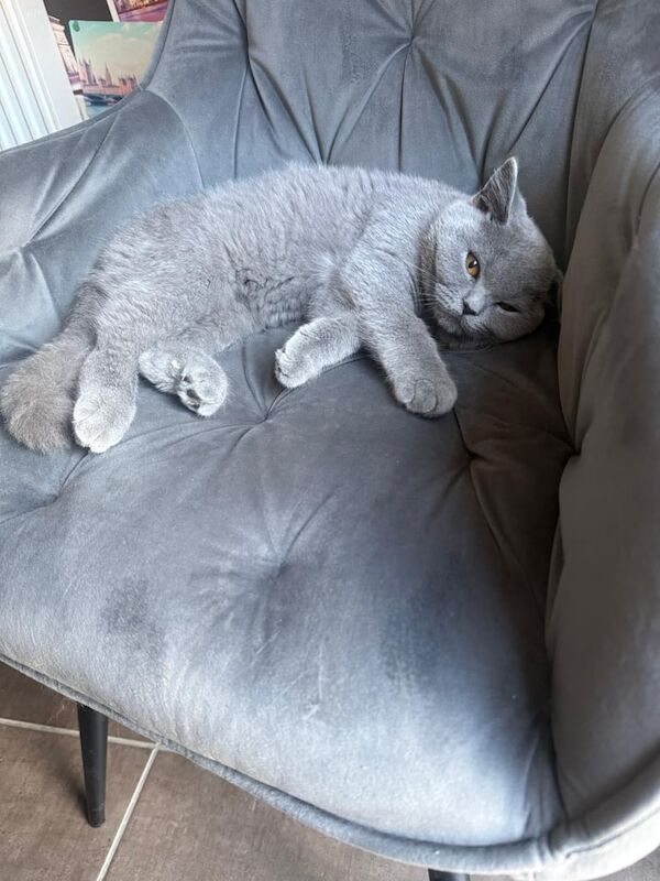 British Shorthair kittens for sale in Rugby, Warwickshire – 5 months old - Image 3 of 3
