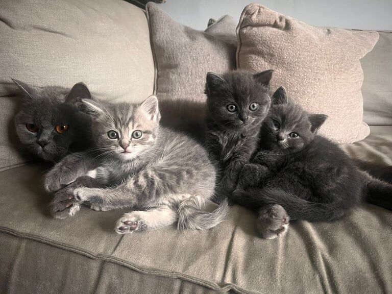 British Shorthair kittens for sale in Nelson, Lancashire – 10 weeks old
